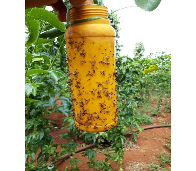 Keo PSA bẫy c&ocirc;n tr&ugrave;ng